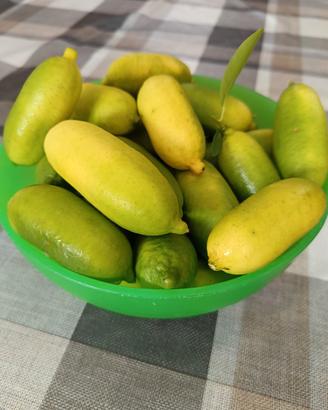 Finger lime