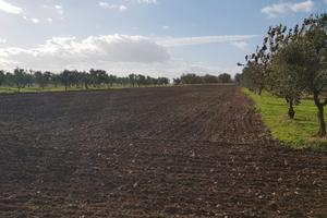 Azienda Agricola