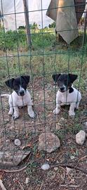 cuccioli di jack russell