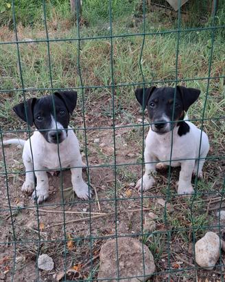 cuccioli di jack russell