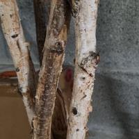 Tronchi listelli arredamento negozi legni betulla