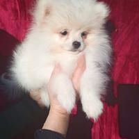 Spitz Pomenadia pedigree Enci