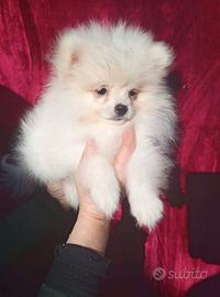 Spitz Pomenadia pedigree Enci