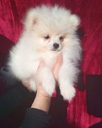 Spitz Pomenadia pedigree Enci