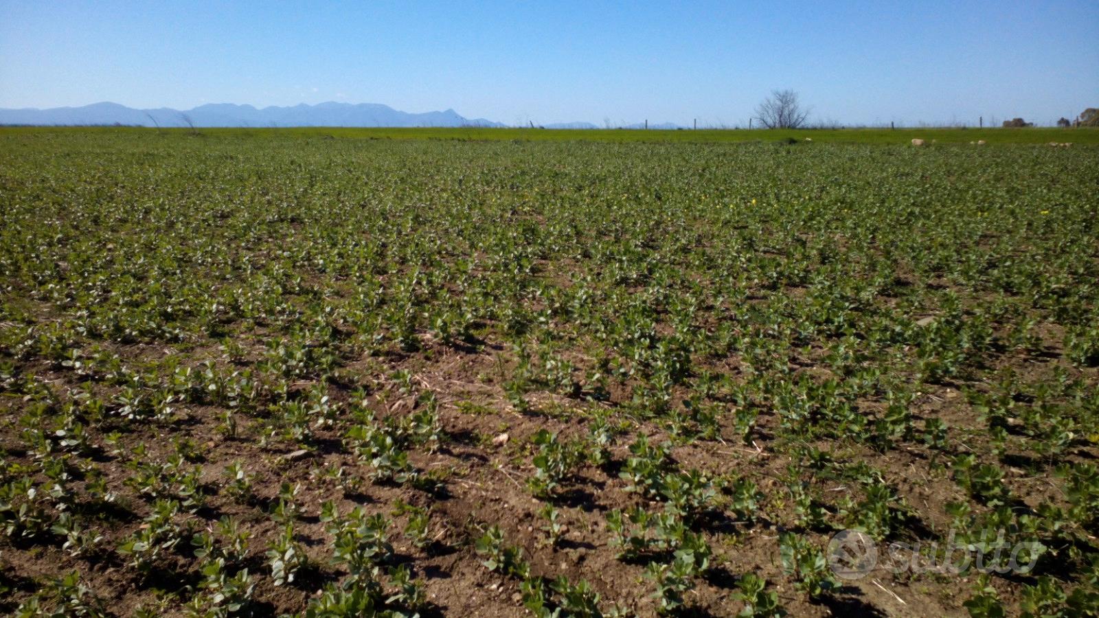 Monastir, terreno agricolo di 5340mq - Vista 4