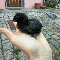 Ayam Cemani