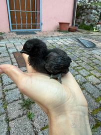 Ayam Cemani