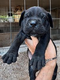 Cane corso