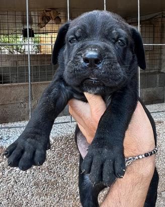 Cane corso