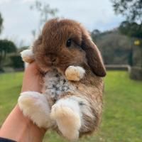 Cucciolo coniglio - coniglietto ARIETE NANO