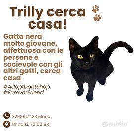 Gattina nera "Trilly"