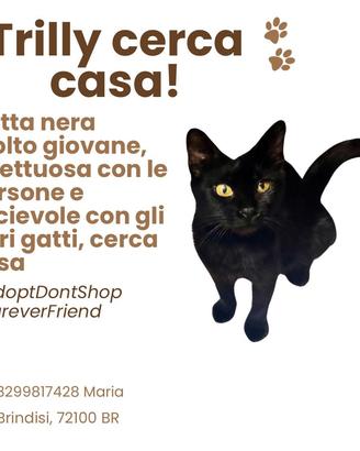Gattina nera "Trilly"