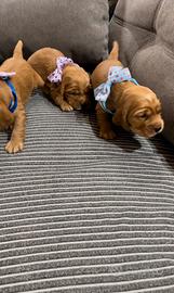 Cuccioli cocker spaniel