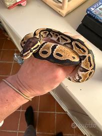 Pitone reale Dh Puzzle, Ultramel maschio 2024