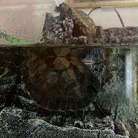 Tartarughe d'acqua dolce e acquario