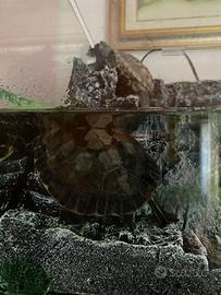 Tartarughe d'acqua dolce e acquario