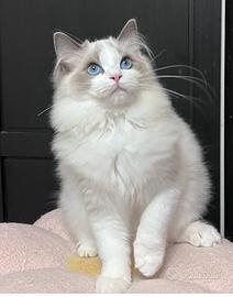 Gattino ragdoll
