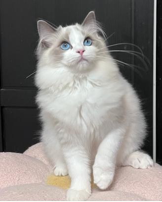 Gattino ragdoll
