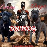 Bandog