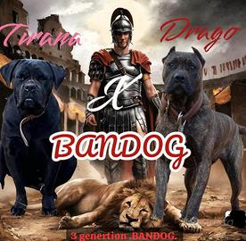 Bandog