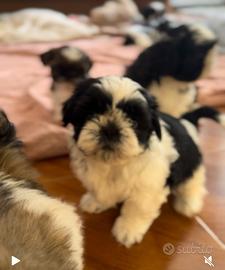 Shih Tzu figli di campioni, pedigree enci