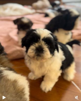 Shih Tzu figli di campioni, pedigree enci