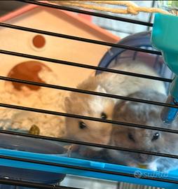 Criceti russi da adottare