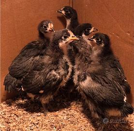 Australorp