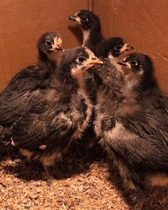 Australorp