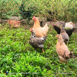 Gallina è pulcinotti