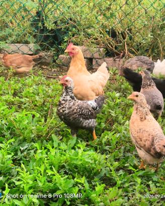 Gallina è pulcinotti