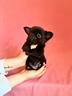 chihuahua-femmina-con-pedigree-enci