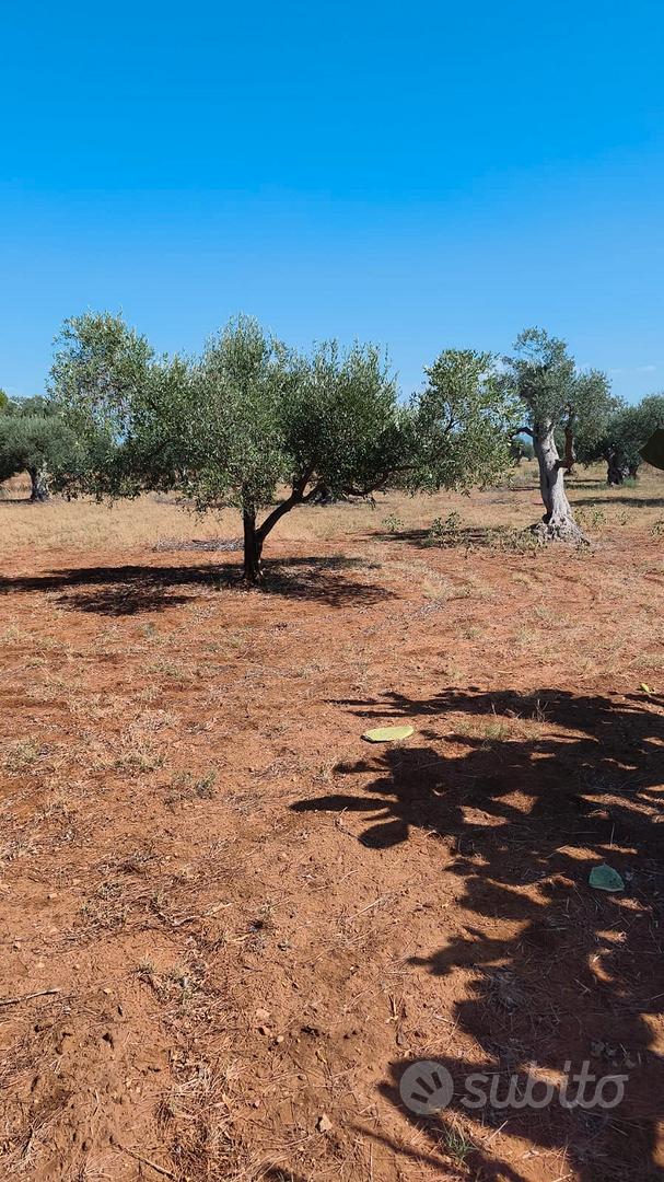terreno agricolo - Vista 4