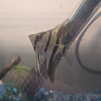 Scalare piccole dimensioni 5 centimetri