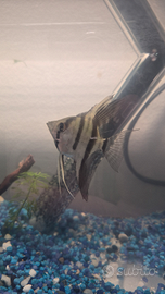 Scalare piccole dimensioni 5 centimetri