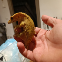Geco cialiatus + teca