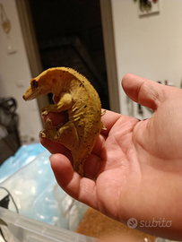 Geco cialiatus + teca