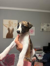 Cuccioli di Whippet
