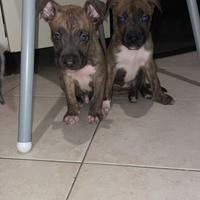 Cuccioli Amstaff
