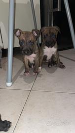 Cuccioli Amstaff