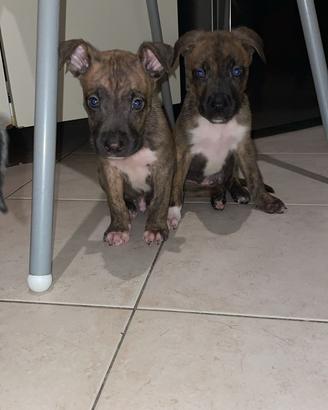Cuccioli Amstaff