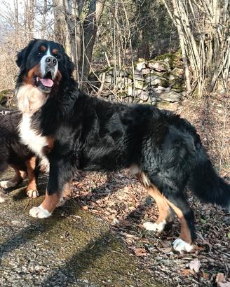 Bovaro del bernese stallone