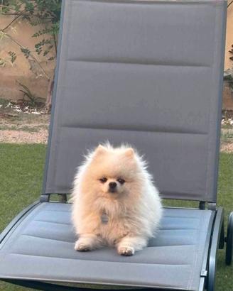 Volpino nano della Pomerania disp. per accopp