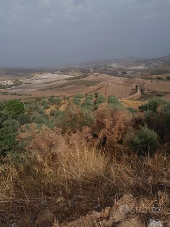 Terreno seminativo con olive pianeggiante