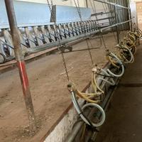 Mungitrice per pecore