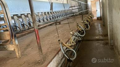 Mungitrice per pecore