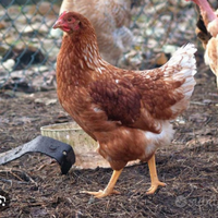 Galline ovaiole rosse