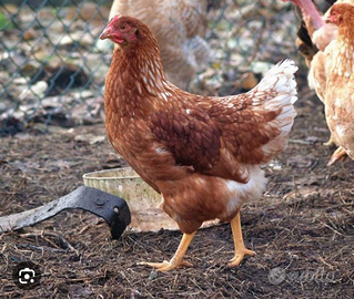 Galline ovaiole rosse