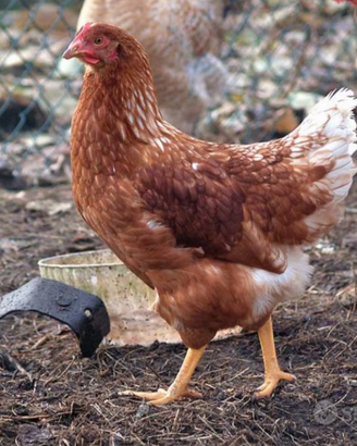 Galline ovaiole rosse