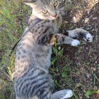 Gattino maschio (castrato e vaccinato)
